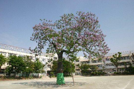 Primary school. Fukasawa to elementary school 450m
