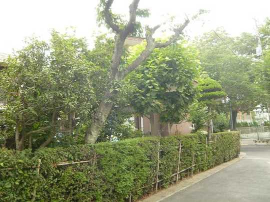 Local land photo.  [appearance]  Further Wataru Jibiki