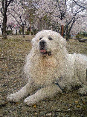 Other. Rare property of large OK