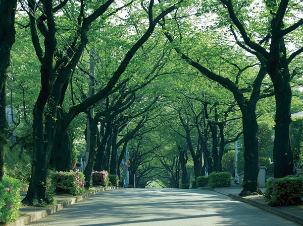 Other. Nakamachi 5-chome skyline (about than local 650m). Green big grown trees, To create a refreshing arch. I want to add to the refreshing walk course
