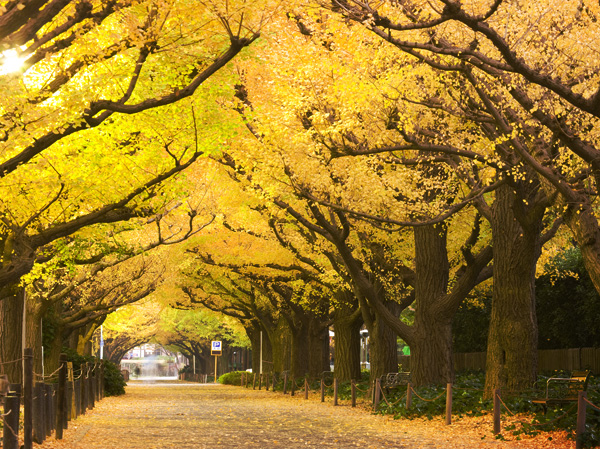 Surrounding environment. Meiji Jingu Gaien (about 700m, A 9-minute walk)