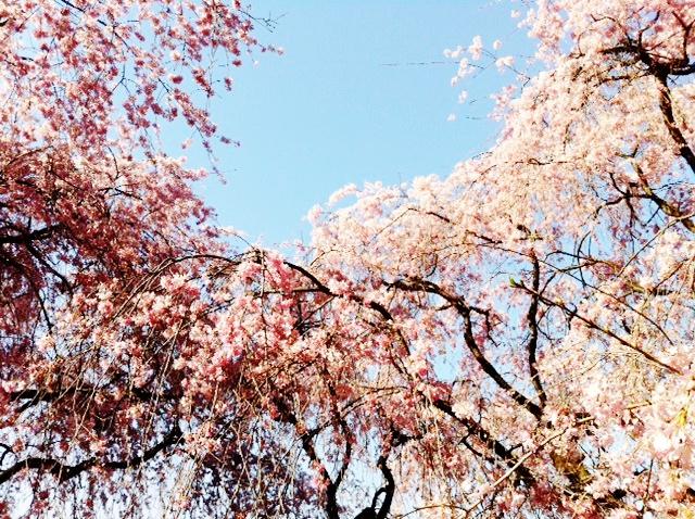 Other. Sakura of the University of Tokyo