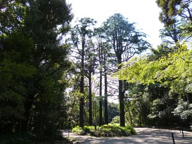 Other local. Komazawa Park
