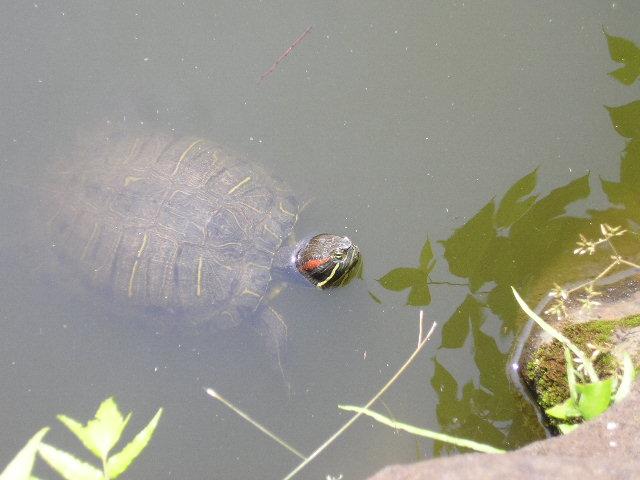 park. The Nabeshima park there are many, such as turtles and birds.