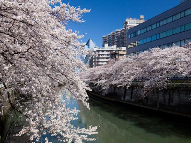 Streets around. 460m to Meguro River