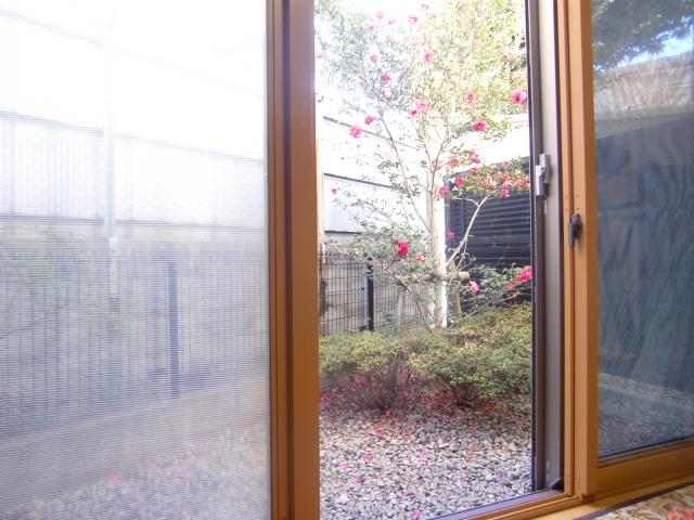 Garden. Camellia was beautiful blooming, It is a good garden of per yang.