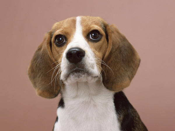 Common utility.  [Pet symbiosis Mansion] And pet heal the mind as a member of the family, We could live together. Also, Also installed pet foot washing place on the premises.  ※ Pet type and size, There is a limit, such as the number. For more information, Please ask the attendant. (The photograph is an example of a pet frog)