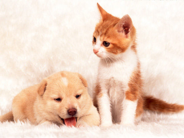 Other.  [Pet breeding Allowed] You can enjoy the living with pets also say a member of the family.  ※ The size of the pet ・ type ・ Suto to there are restrictions.  ※ Published photograph of is an example of a pet frog.