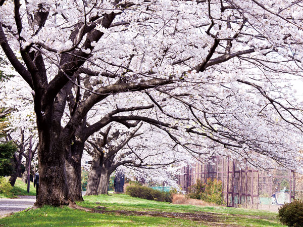 Surrounding environment. Oi Pier Central Seaside Park (walk 23 minutes / About 1.8km)