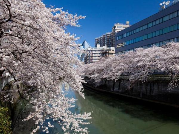 Other Environmental Photo. 100m to Meguro River Meguro River