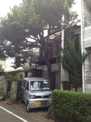 Local land photo. Appearance (1)