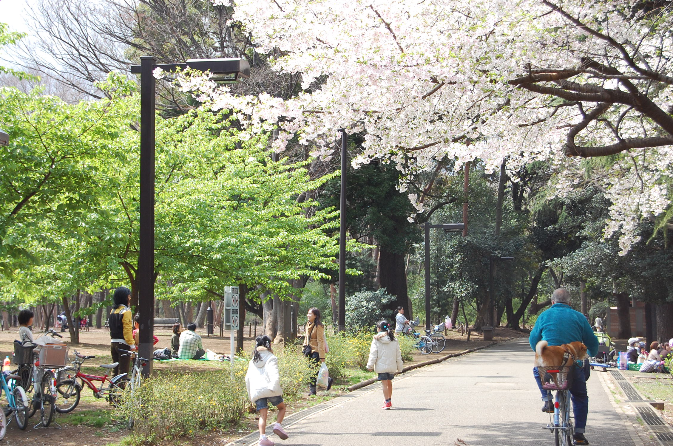 Other. In the forest of delicious forest trial of air, Petit weekend picnic