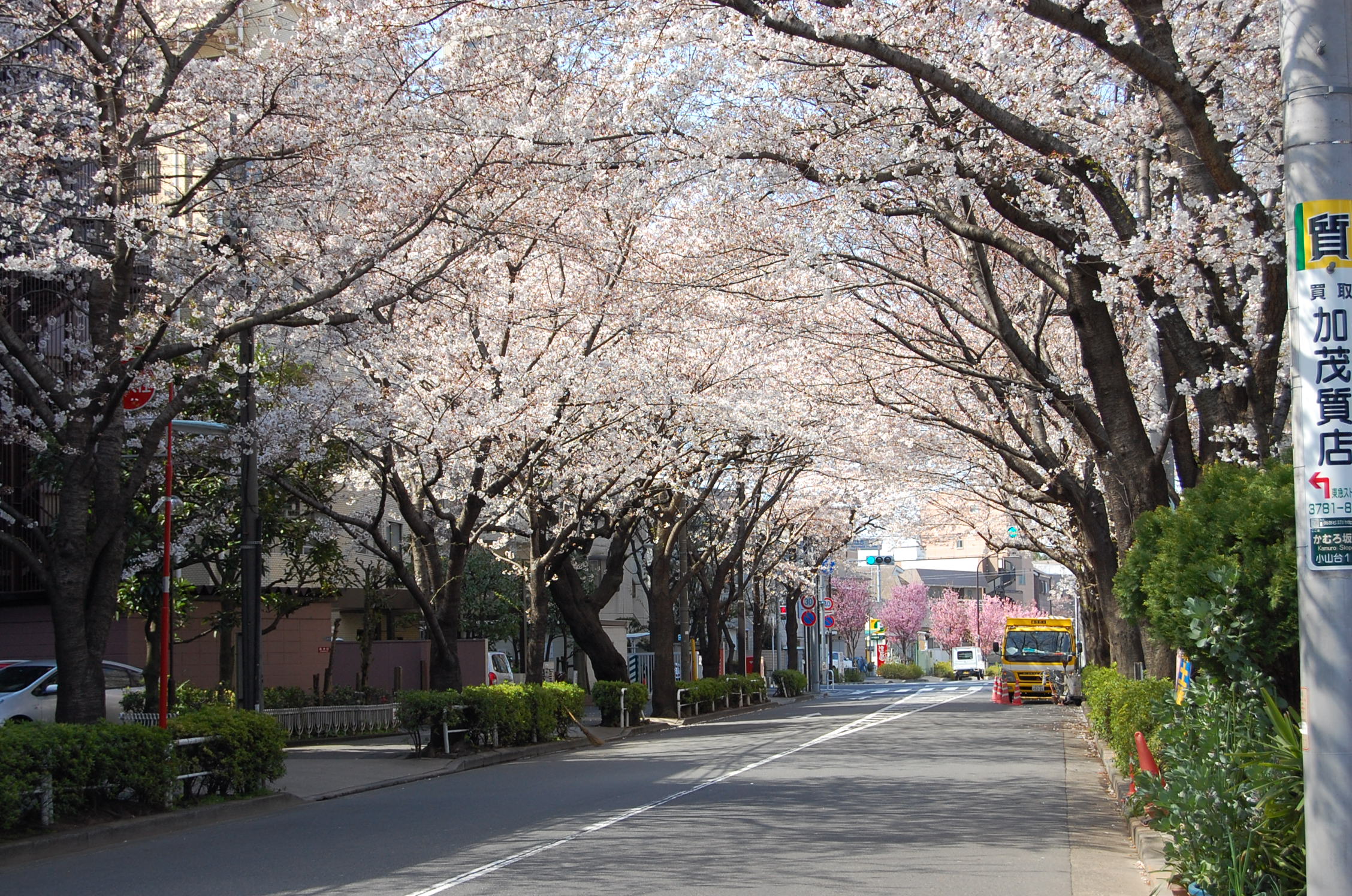 Other. Crisp commuters while watching the cherry blossoms of the arch from Fudomae