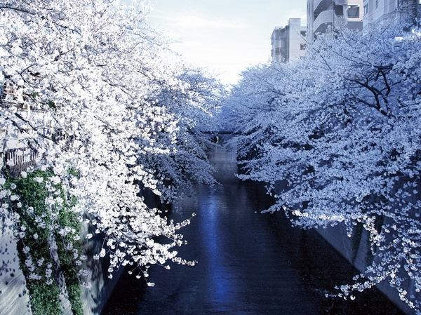 Meguro River (2 minutes, about 160m walk)