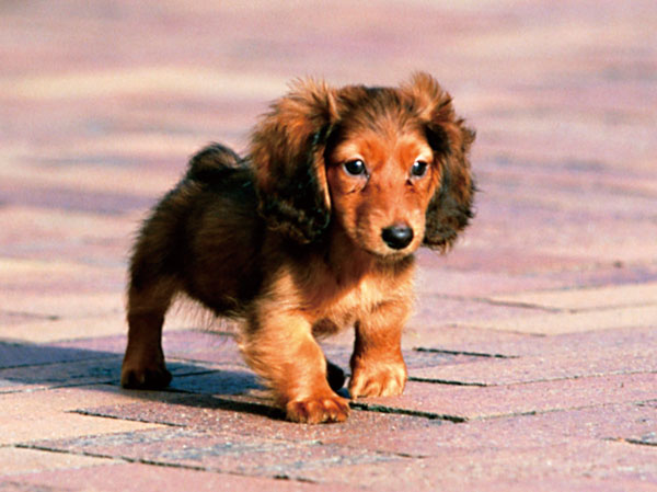 Other.  [Pet breeding Allowed] Condominium where you can enjoy living with a member of the important family pet. The elevator was installed a pet passenger button.  ※ Pet type, There is a limit to the size and number of horses. For more information, please see the management contract Collection.  ※ The image is an example of a pet frog.