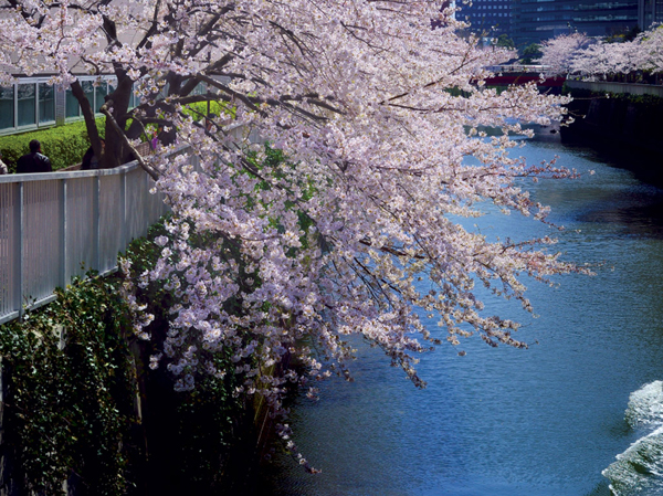 Surrounding environment. Meguro River (about 200m ・ A 3-minute walk)