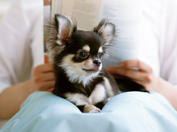 Other.  [Pet breeding Allowed] We have prepared the environment to be able to live together with a member of the important family pet.  ※ Breeding can pet types ・ There are restrictions on the size, etc., Pet registration fee is required. (An example of photo frog pet)