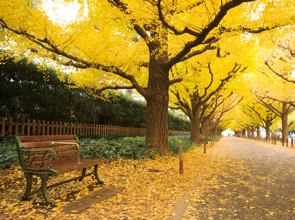 Surrounding environment.  [Meiji Jingu outer garden ginkgo row of trees] Overlooking the Meiji Memorial Picture Gallery in front, One of the most beautiful tree-lined Japanese ginkgo well-equipped tree form are arranged in four columns. Covered with a yellow carpet by fallen leaves in autumn, It will be a great walk course. (8-minute walk from the Meiji Jingu Outer Gardens ・ About 610m)
