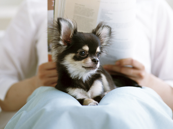 Other.  [Pets Allowed] You can breed pet in the dwelling unit.  ※ Breeding is according to the management contract.  ※ The photograph is an example of a pet frog.