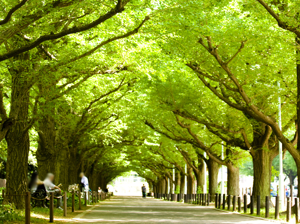 Surrounding environment. Jingu Gaien (bicycle about 6 minutes / About 1140m)
