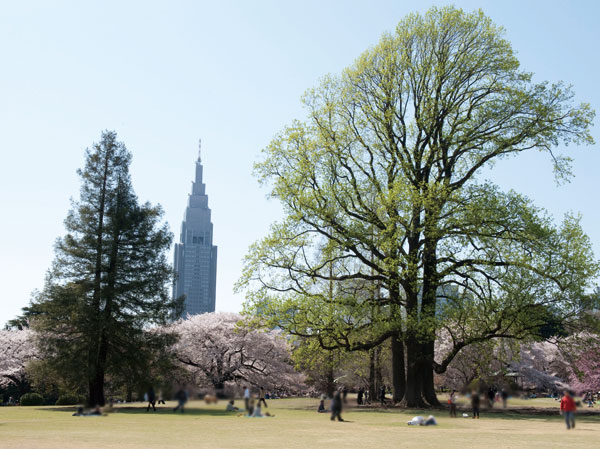 Surrounding environment. Shinjuku Gyoen, Meiji Jingu Gaien, Akasaka patronized areas such as. The peripheral local, Vast green belt is lying, Shinjuku Gyoen National Garden and Meiji Jingu Outer Gardens has become the citizens of the oasis. Also Shinjuku Gyoen, Meiji Jingu Gaien, Etc. Yoyogi Park has been designated a refuge when the unlikely event of.  (Shinjuku Gyoen / About 440m ・ 6-minute walk)