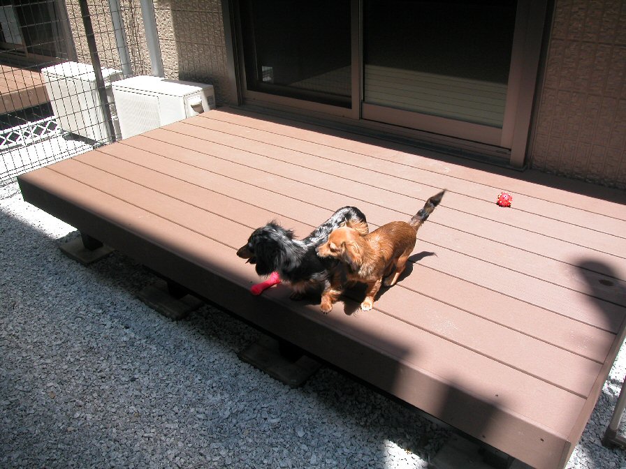 Garden. Private garden of south wood deck