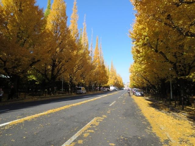 Other. Ginkgo trees neighborhood