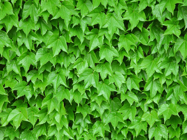 Common utility.  [Wall greening ・ Roof greening] Part of the parking lot wall and Bike storage ・ It is subjected to greening the part of the roof, such as a mini-bike shelter, Together with consideration to the environment, such as suppression of the heat island phenomenon, The moisture certain environment in harmony with the surrounding was created. (Image photo)