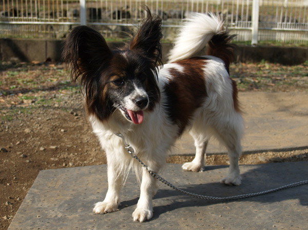 Common utility.  [Pets welcome breeding] Pet is changed to become a member of the family.  ※ It is according to the management contract for the pet type and size. For more information please contact the person in charge.  ※ The image is an example of a pet frog.