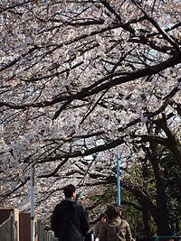 park. Zenpukuji River 300m to parkland