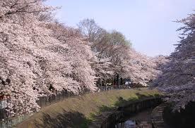 park. 1500m until Zenpukuji River green space
