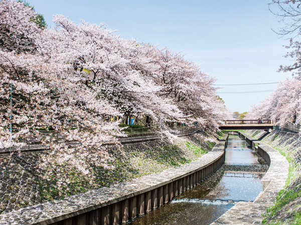 Surrounding environment. Zenpukuji River green space (about 1.2km / 16-minute walk)
