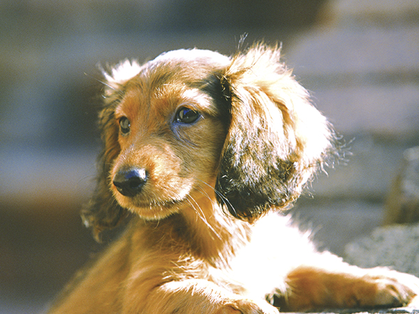Other.  [Fun life to spend with love pets] Precious pets, You can live as a member of the family.  ※ Possible breeding until two dogs medium dogs. For more information, please contact the person in charge.  ※ The photograph is an example of a pet frog.
