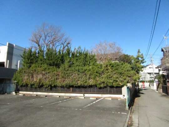 Local land photo. Appearance (1)