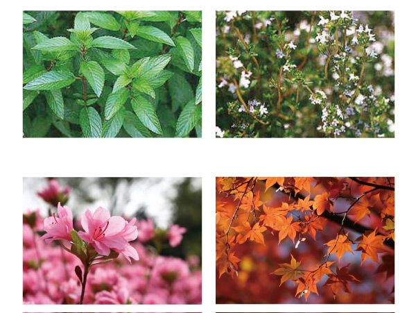 Other.  [Colorful planting and herb garden, Decorate the four seasons] In building the south side, Established the Green Zone. Color to live rich planting is in the beauty of the four seasons, It gives moisture to life. further, It has established a herb garden in the corner.  ※ Published photograph of is an example of planting to be planted. In fact a slightly different.