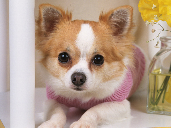 Common utility.  [Pet Ashiaraijo] Installing a pet of dirty foot washing field foot be able to wash when I returned from a walk.  ※ The size of the pet by the management contract, There is a limit to the type and the like. (The photograph is an example of a pet that can be breeding)