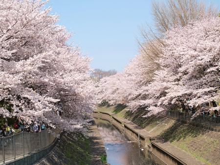 Other Environmental Photo. Zenpukuji to green space 392m
