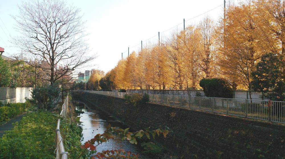 Streets around. Green road along the Kanda River, which can feel the 240m four seasons until the Kanda River green road, walk ・ Or jogging is Why?