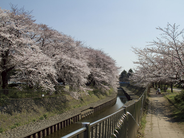 Surrounding environment. Zenpukuji River green space (about 1800m ・ Bicycle about 9 minutes)