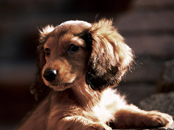 Other.  [Pet breeding Allowed] Heals the mind, I could live happily and is a member of your family pet.  ※ There are restrictions and breeding regulations, such as size. For more information, please contact ※ Photo, Frog is an example of a pet.