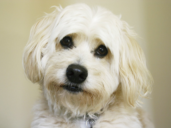 Other.  [Pets live Allowed] Other pets foot washing place, Installation 1 groups the pet passenger display with elevator. We create an environment that can coexist with comfortably pet.  ※ The photograph is an example of a pet frog.  ※ Frog pet type ・ There is a limit to the number. Also, For breeding, Management contract ・ We will follow the pet breeding bylaws.