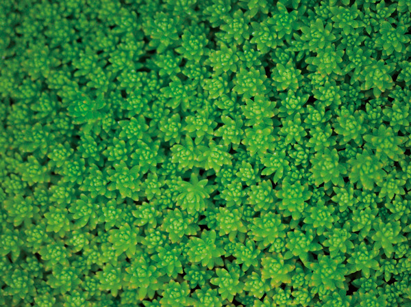 Other.  [Rooftop greening of the environment-friendly] Providing a green belt in the two buildings of the roof of the southern terrace and the River Terrace by the "green roof", Reduce the heat island phenomenon.