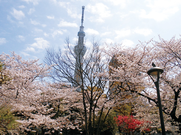 Surrounding environment. Cherry and green, Ward Sumida park to enjoy the season (about 470m / 6-minute walk)