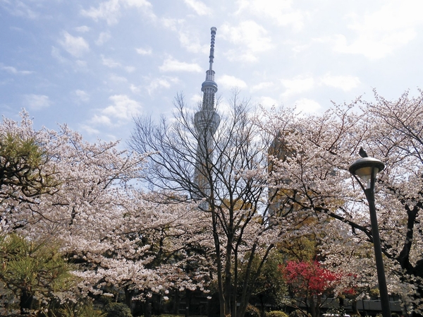 Interior. Masterpiece of cherry tree can enjoy in the spring "municipal Sumida Park" (about than local 470m ・ 6-minute walk)