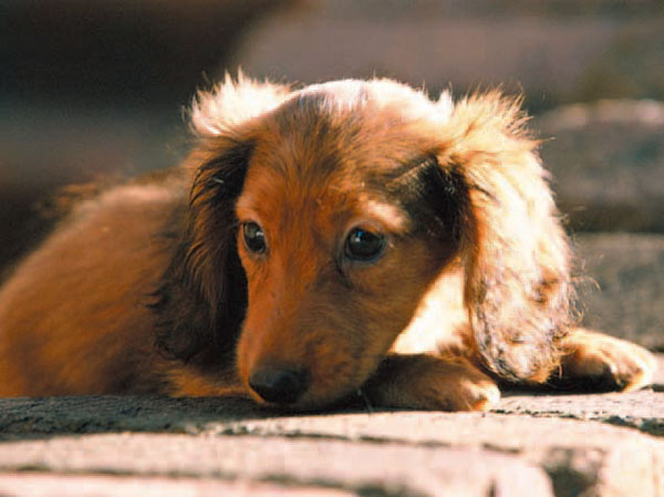 Other.  [Living with pets] Pet and we are living with the possible of in the residence. In addition to the elevator, Pressing the pet button is displayed on each floor of the display panel on when you ride along with the pet, Let you know that in advance pet is riding. (The photograph is an example of a pet frog) ※ There is a limit to the pet of the type and number of horses. For more information, please contact the person in charge.
