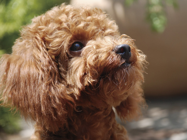 Other.  [Pets Live with] In the residence, It has to allow living with precious pet.  ※ Conform to the management contract. Please contact us for more details. (An example of photo frog pet)