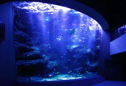 Surrounding environment.  [Sumida Aquarium] Site of breeding can also visit! We propose a new way of aquarium. By artificial seawater manufacturing system, Completely artificial seawater of the water in the water tank (the freshwater are excluded) realized. "Cradle of life ~ Water that nurtures "the migration zone with the theme, You can admire the aquarium with each enjoy. (About 510m / 7-minute walk)