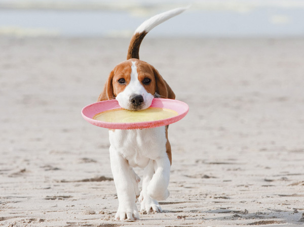 Shared facilities.  [Pet symbiosis Mansion] A member of the cute pets important family. As consideration to be able to live happily with a pet, We have prepared a pet foot washing place in common areas.  ※ The management contract, The size of the pet, There is a limit to the type and the like. For more information, please contact the person in charge. (The photograph is an example of a pet that can be breeding)