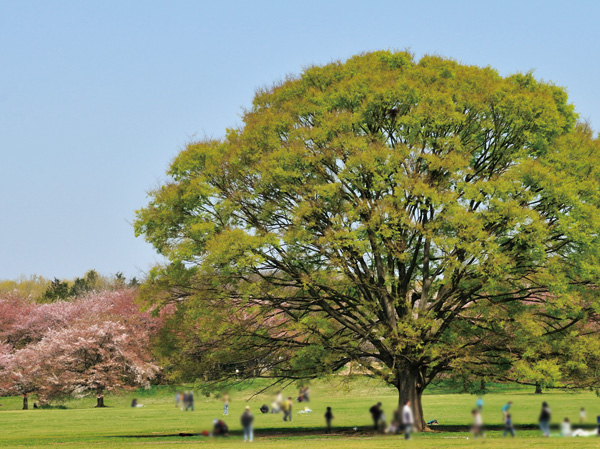 Surrounding environment. Cherry blossoms in spring and tulips, Summer is the famous fireworks display in the nation, Autumn autumn leaves of ginkgo tree-lined, Winter can enjoy through the illumination and the four seasons, "Showa Memorial Park" (about 1350m). Also, Redevelopment project is in progress around Tachikawa Station (completed 2016). "IKEA Tachikawa" (opening 2014), "LaLaport Tachikawa" (opening 2015), Further shopping facilities of the visiting schedule, such as Yamada Denki on the ground 32-storey ・ Building complex of housing, etc. (to be completed in 2016), etc., The future is looking forward to Tachikawa Station.