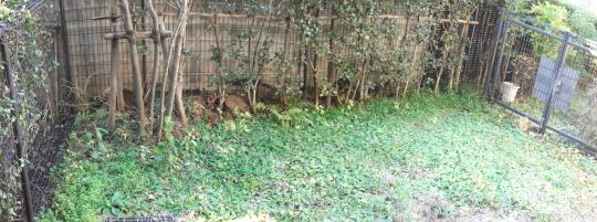 Garden. A garden or living is how